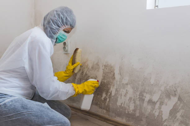 Mold Removal Process in Maynardville, TN