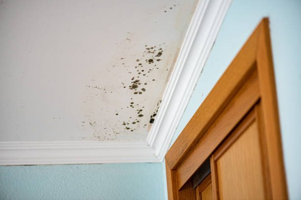 Best Residential Mold Removal  in Maynardville, TN