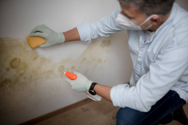 Best Same-Day Mold Removal  in Maynardville, TN