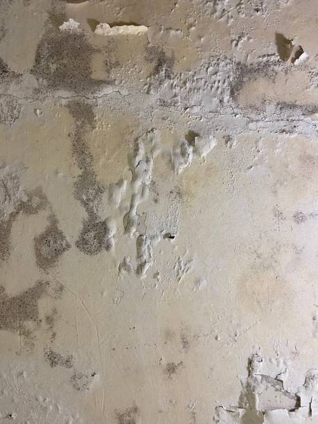 Best Mold Testing  in Maynardville, TN