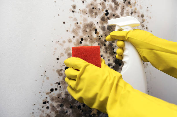 Best Commercial Mold Removal  in Maynardville, TN