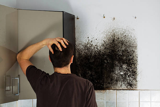 Best Office Mold Removal Services  in Maynardville, TN