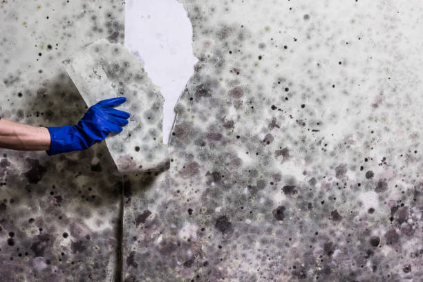 Best Fast Mold Removal  in Maynardville, TN