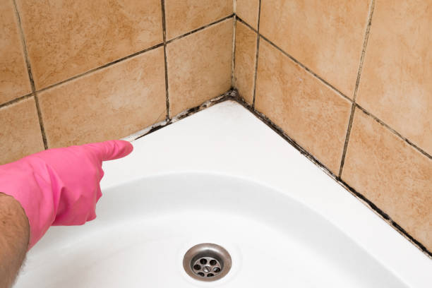 Best Toxic Mold Removal  in Maynardville, TN