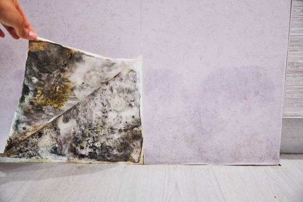 Best Mold Damage Repair  in Maynardville, TN